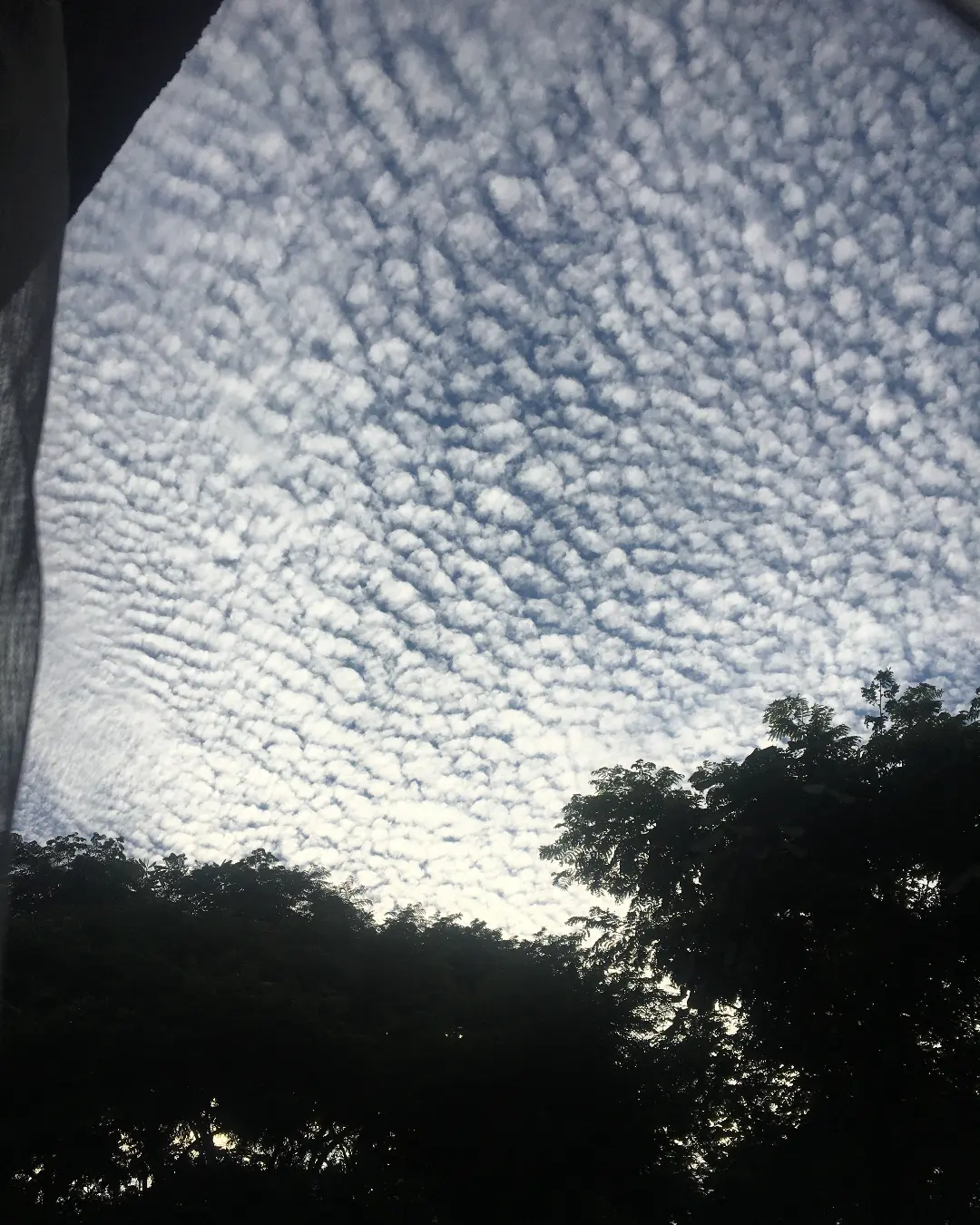 Céu coberto de nuvens em flocos, com a silhueta escura das copas das árvores embaixo e a borda de uma cortina na esquerda